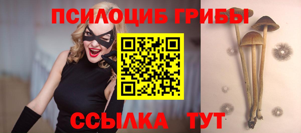 Тосно  Псилоцибиновые грибы Psilocybine cubensis  Вход с VPN 